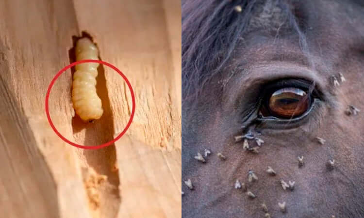 Gusano Barrenador del Ganado: Tratamiento, Síntomas y Cómo Eliminarlo en Caballos y Vacas