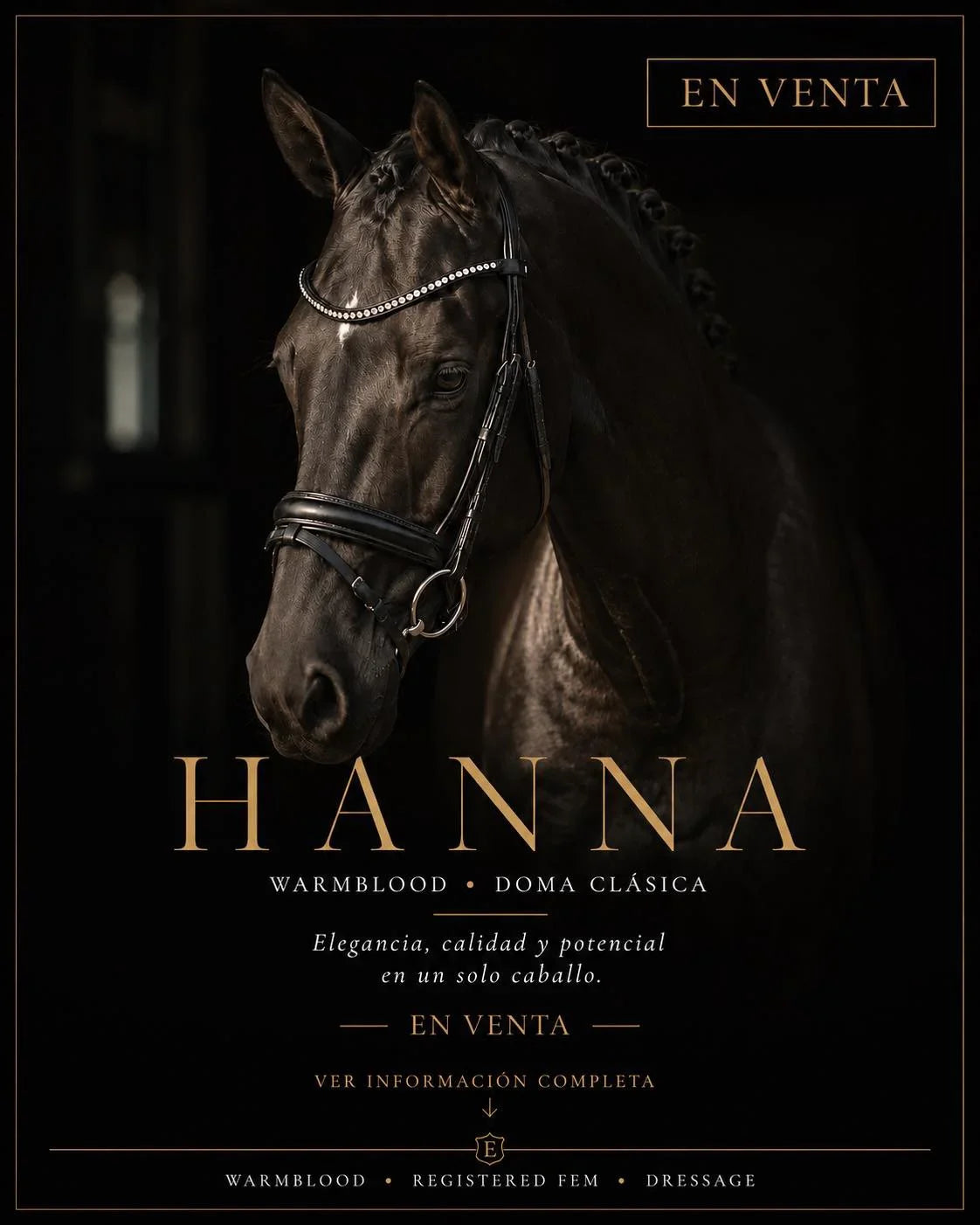 Hanna: Yegua Warmblood de Doma en Venta $320,000 MXN | EQUINOMEX