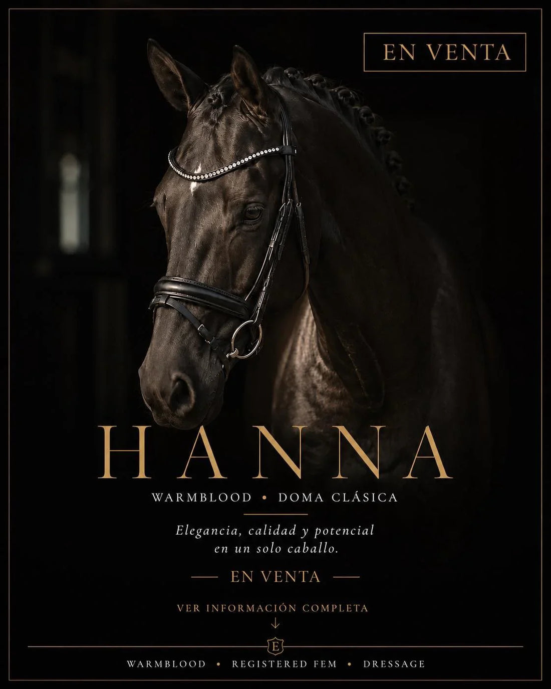 Hanna en venta: yegua Warmblood de doma, 7 años | EQUINOMEX