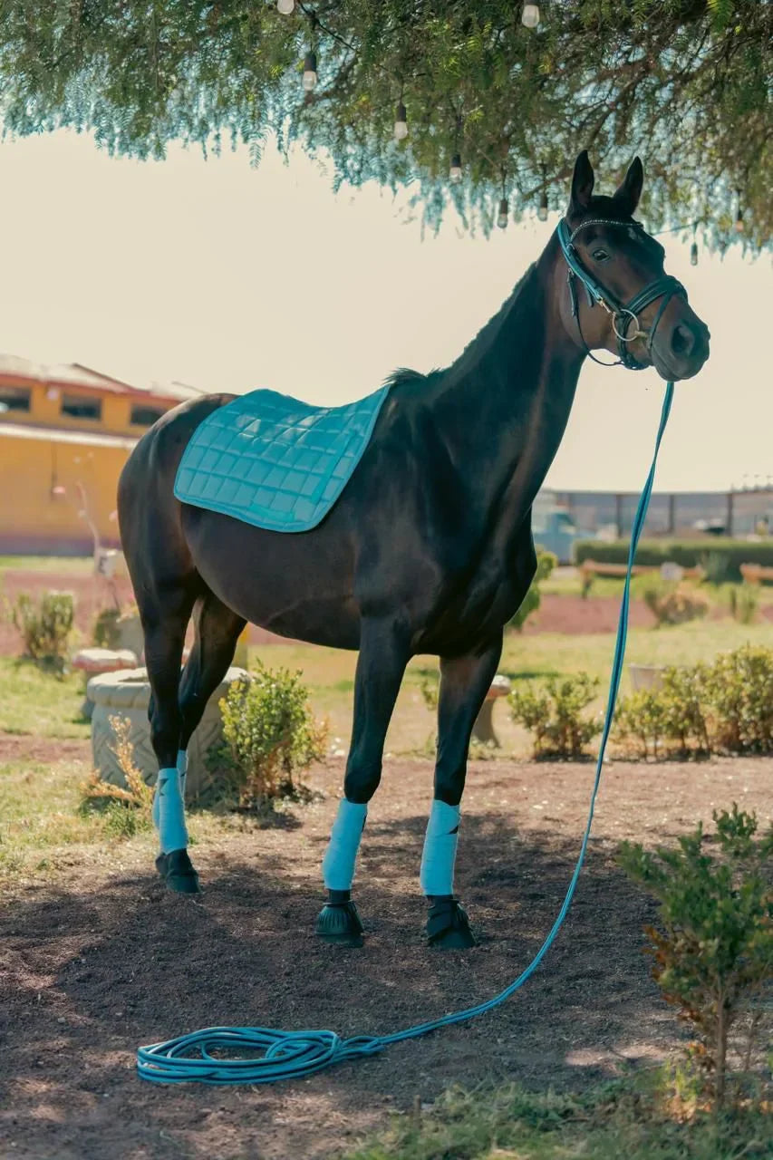 Hanna, yegua Warmblood de doma en venta — conformación de pie
