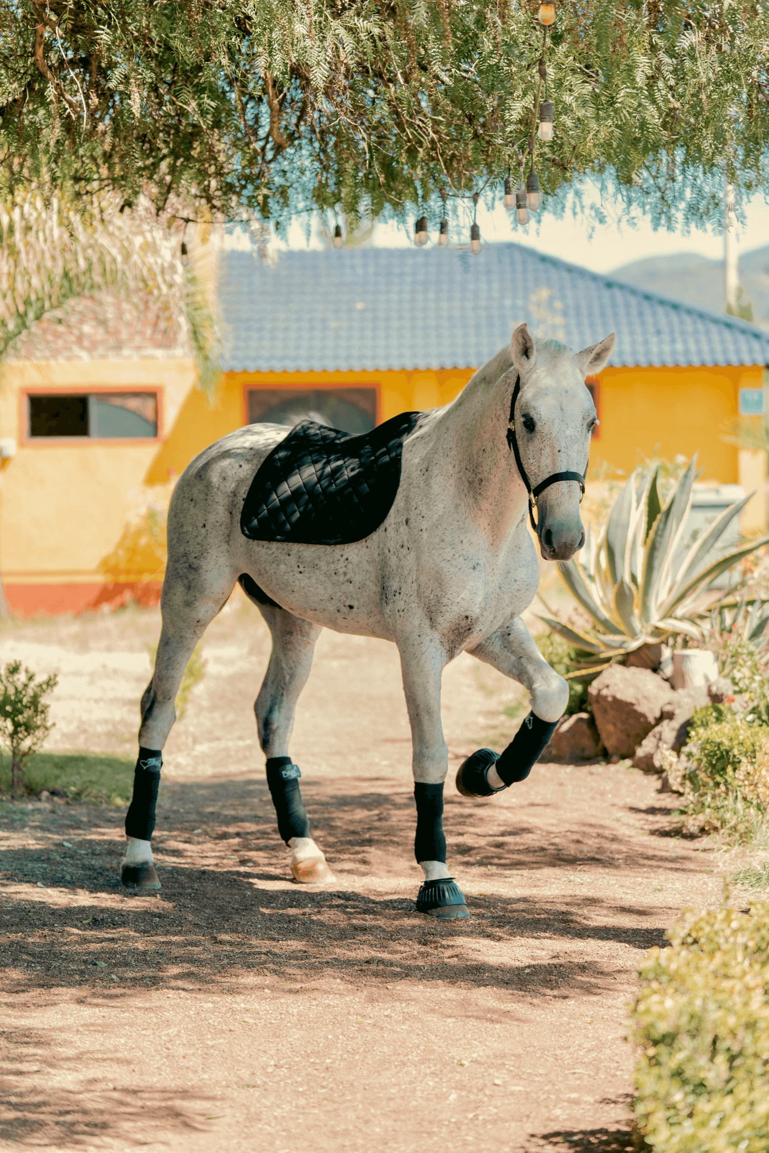 Equipamiento para caballos