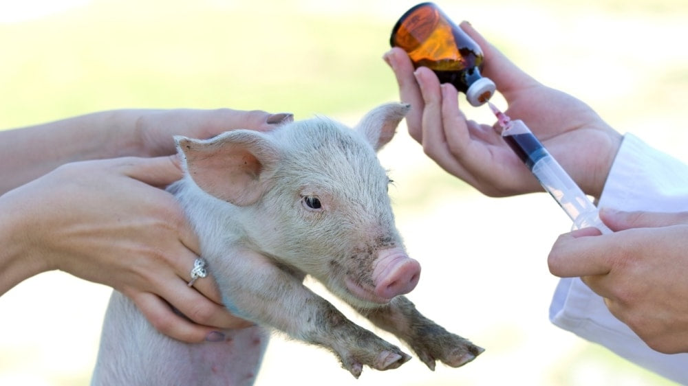 Farmacia Veterinaria para Porcinos