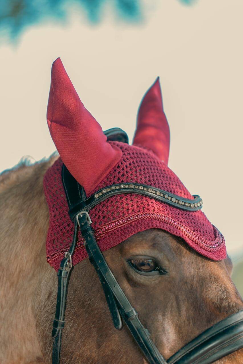 Kit orejeras y vendas borgoña – Protección y Estilo para Caballo