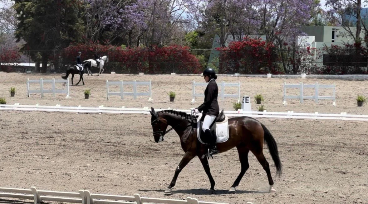 Hanna compitiendo en adiestramiento